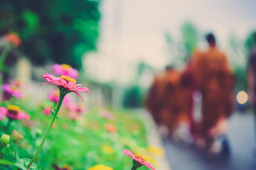 Focus on Flower ,Offer food to monk on early morning in Thailand.