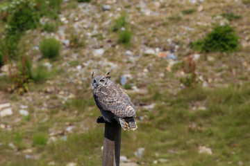 Owl