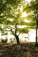 The sun illuminates a tree canopy at dusk at Lake Benson Park in Garner North Carolina