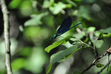 Prachtlibelle Calopteryx