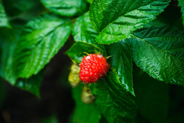 Branch with ripe raspberry in the garden. Selective focus. Shallow depth of field.