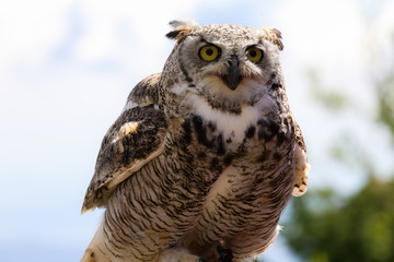 Owl