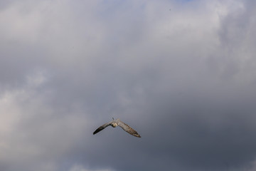 Obraz premium Owl in flight