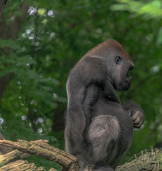Earth Toned Fur on a Lowland Gorilla Standing in a Tree