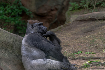 Earth Toned Fur on a Gorilla Sitting on the Ground