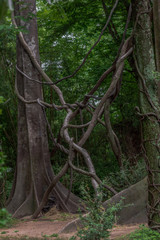 Gnarly  Vines and Tree Trunks in a Forest Landscape
