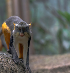 Orange, White, and Grey Fur on a Wolf's Monkey Walking on a Branch