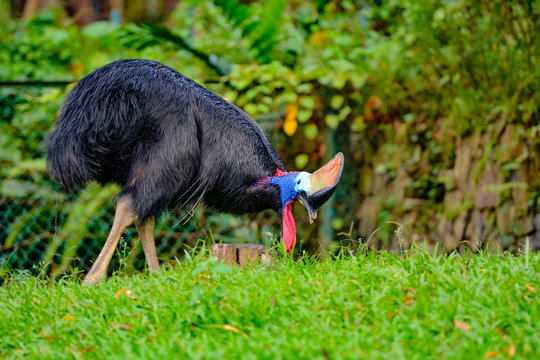 View of Cassowaries (/ˈk&aelig;səwɛəri/), genus Casuarius, are ratites (flightless birds without a keel on their sternum bone) that are native to the tropical forests