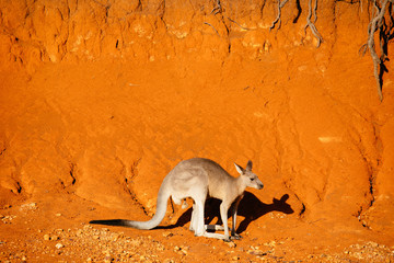 An Eastern Grey Kangaroo standing still on the red earth of Red Cliff, Yuraygir National Park.