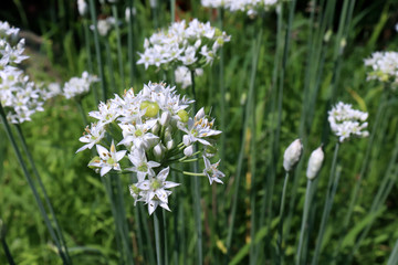 Closeup of white flowers of the garlic chives Allium tuberosum . Medicinal plants, herbs in the organic garden . Blurred background.