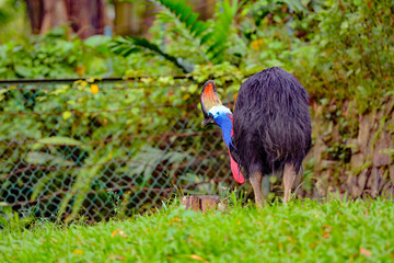View of Cassowaries (/ˈkæsəwɛəri/), genus Casuarius, are ratites (flightless birds without a keel on their sternum bone) that are native to the tropical forests