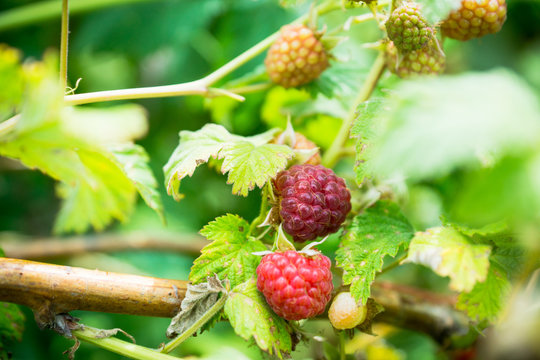 Branch with ripe raspberry in the garden. Selective focus. Shallow depth of field.