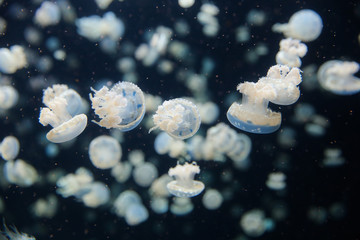 Jellyfish