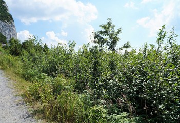 Berg Pfad, Wanderweg,