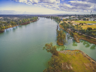 Pelicans relaxing on the grass shores of Murray River - aerial view
