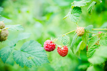 Branch with ripe raspberry in the garden. Selective focus. Shallow depth of field.