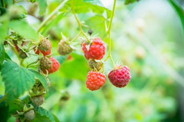 Branch with ripe raspberry in the garden. Selective focus. Shallow depth of field.