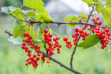 The branch of red currant