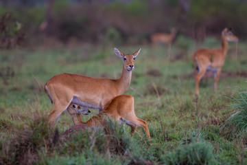 Gazzella nel parco nazionale Queen Elizabeth Uganda