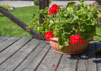 Fototapeta na wymiar Pot of geraniums on terrace