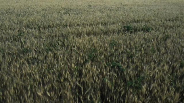 The camera rises from the rye to the sky. Aerial shot. 4K.