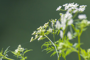 Herbs on the green summer meadow