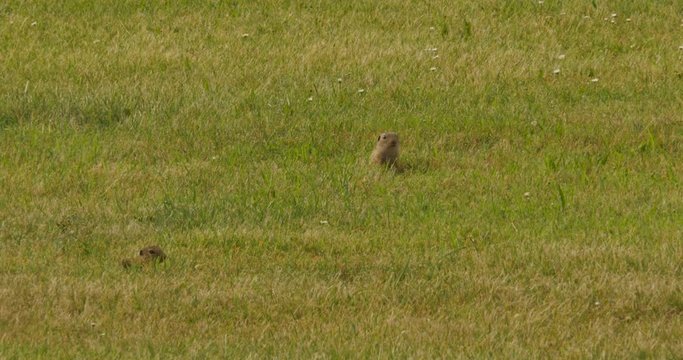 A pair of gophers (Ziesel) aware of danger in Austria, Tele shot
