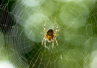 spider on the web
