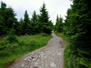 Kręta polna droga prowadząca przez zielony sosnowy zagajnik w górach, Sudetach