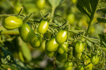 bunch of cherry tomatoes on the vein under the sun in the garden