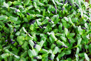 Obraz premium Agriculture Sunflower Helianthus Seed for Sprout Planting in the Garden