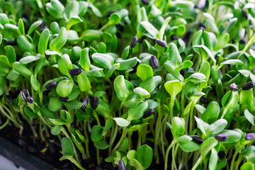 Agriculture Sunflower Helianthus Seed for Sprout Planting in the Garden