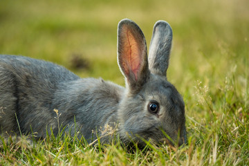 close up of grey rabbit eating grass in the field in the shade