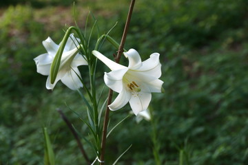 シンテッポウユリ