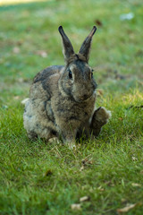 cute grey rabbit sitting on the green grass with its back feet towards the front