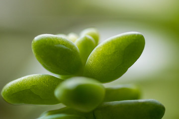 close up of cute juicy green cactus leaves