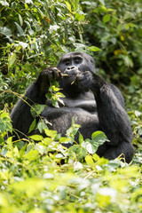 Gorilla beringei beringei montagna nel parco nazionale Bwindi, a cavallo tra Repubblica Democratica del Congo eUganda