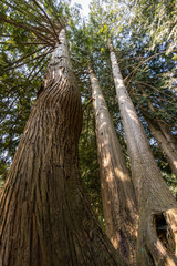 tall cider and red wood trees inside forest 