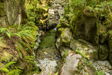 clear water run through the creek under the canyon bottom with green covered rocky walls