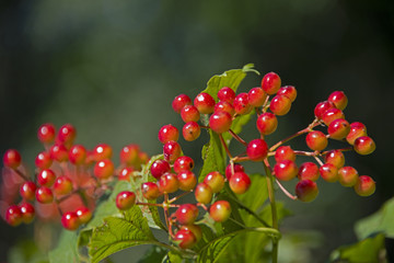 Fototapeta premium BERRIES - the guelder-rose keeps up