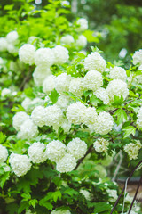 Guelder rose (viburnum opulus) white blossom branches. Selective focus.