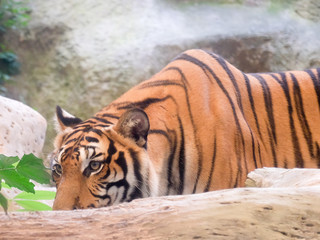 INDOCHINESE TIGER (Panthera tigris corbetti) in the zoo at Thailand