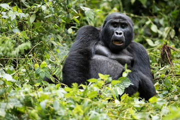 Gorilla beringei beringei montagna nel parco nazionale Bwindi, a cavallo tra Repubblica Democratica del Congo eUganda