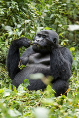 Naklejka premium Gorilla beringei beringei montagna nel parco nazionale Bwindi, a cavallo tra Repubblica Democratica del Congo eUganda
