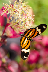 Borboleta 3