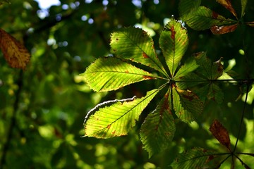 Liść kasztanowca. © Jan