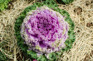 flor 3