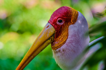 Close up view of The milky stork (Mycteria cinerea) is a medium, almost completely white plumaged stork species found predominantly in coastal mangroves in parts of Southeast Asia.