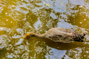 Close up view of The milky stork (Mycteria cinerea) is a medium, almost completely white plumaged stork species found predominantly in coastal mangroves in parts of Southeast Asia.