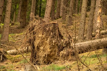 Fototapeta premium Ein Sturm hat diesen Baum entwurzelt